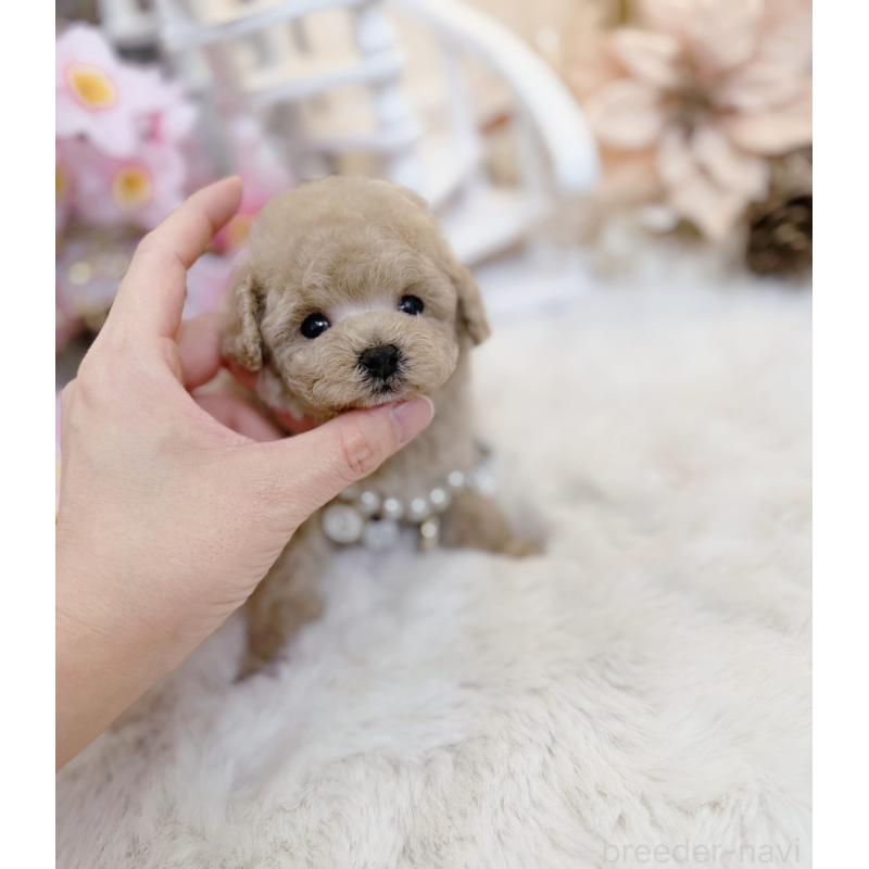 販売中の大阪府のティーカッププードル-454412の10枚目