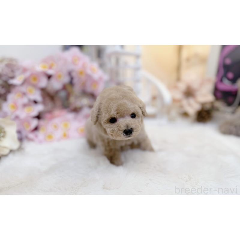 販売中の大阪府のティーカッププードル-454412の9枚目