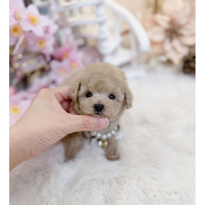 販売中の大阪府のティーカッププードル-454412の8枚目