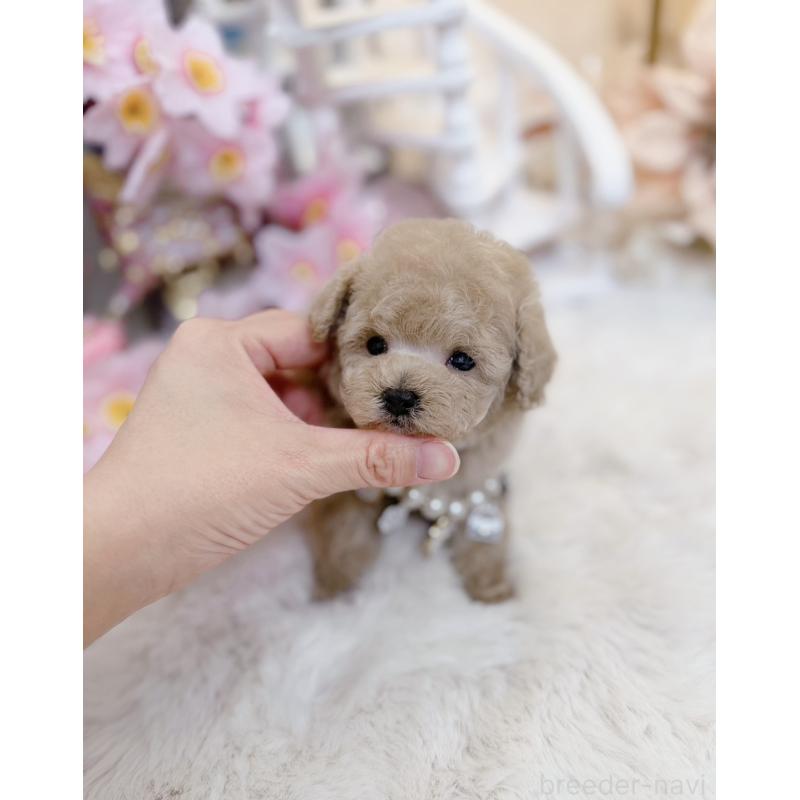 販売中の大阪府のティーカッププードル-454412の7枚目