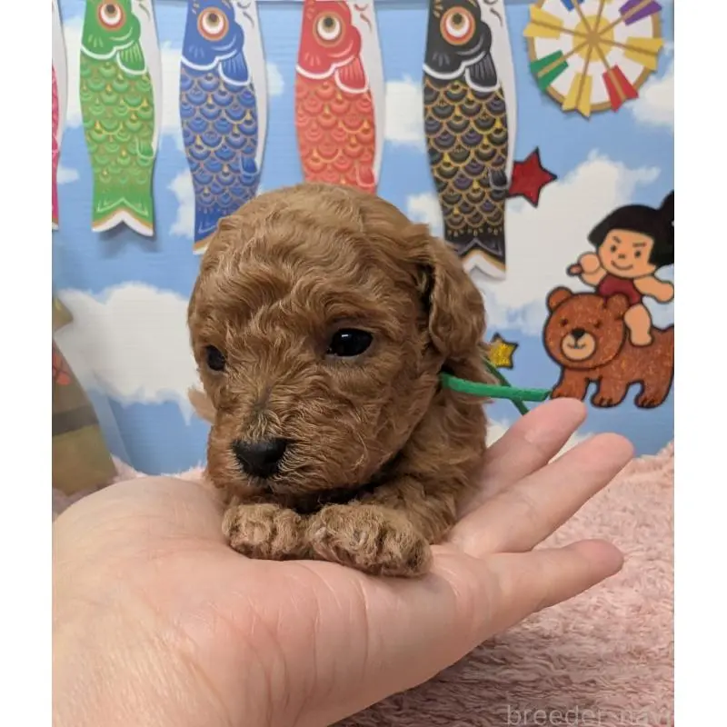 販売中の岐阜県のトイプードル-454444の6枚目