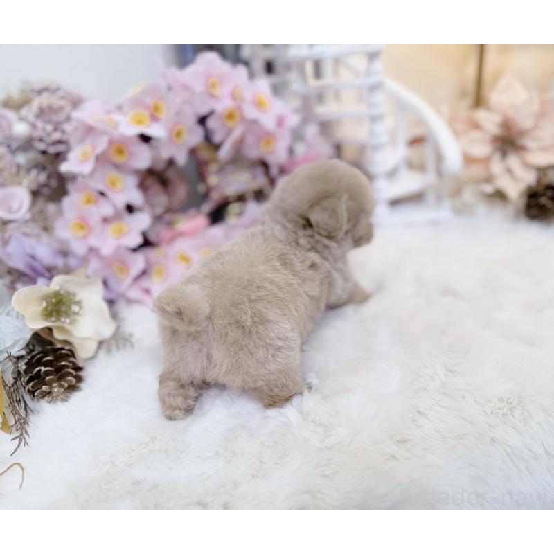 販売中の大阪府のティーカッププードル-454412の6枚目