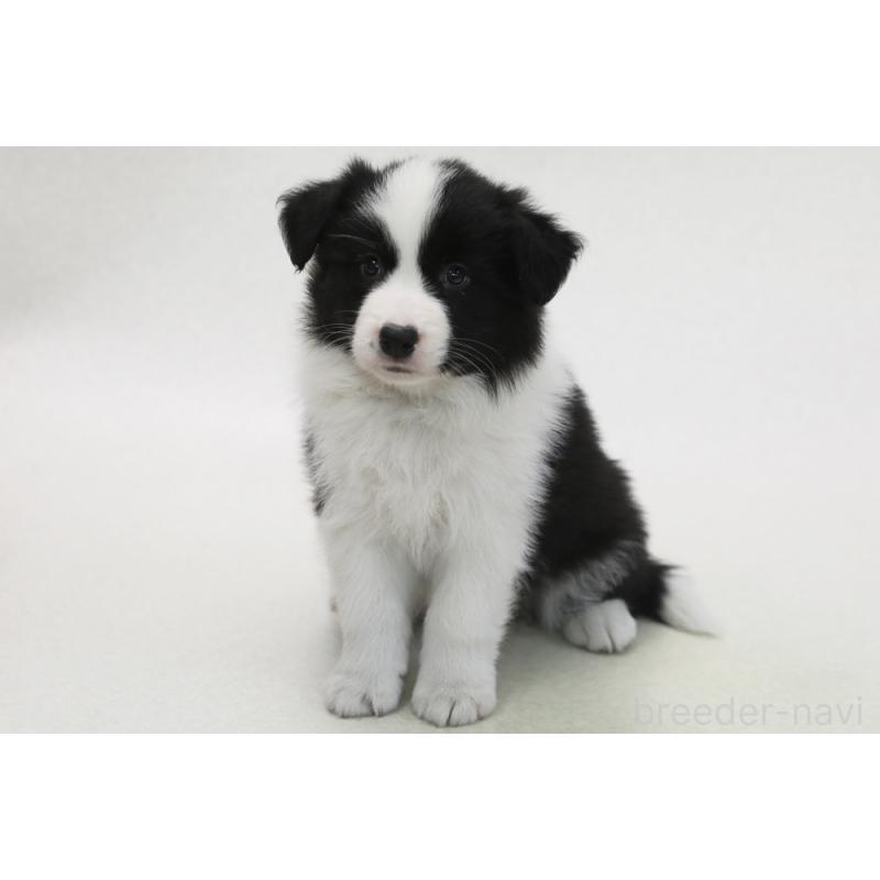 販売中の神奈川県のボーダーコリー-449054