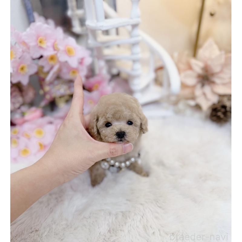 販売中の大阪府のティーカッププードル-454412の2枚目