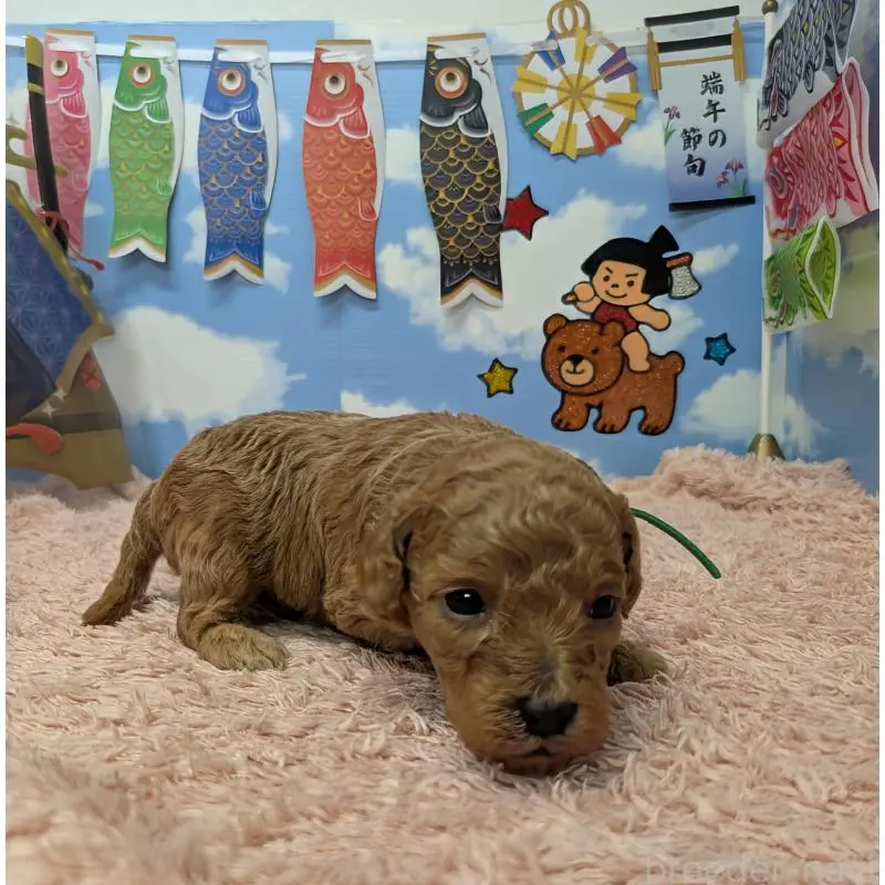 販売中の岐阜県のトイプードル-454444の5枚目