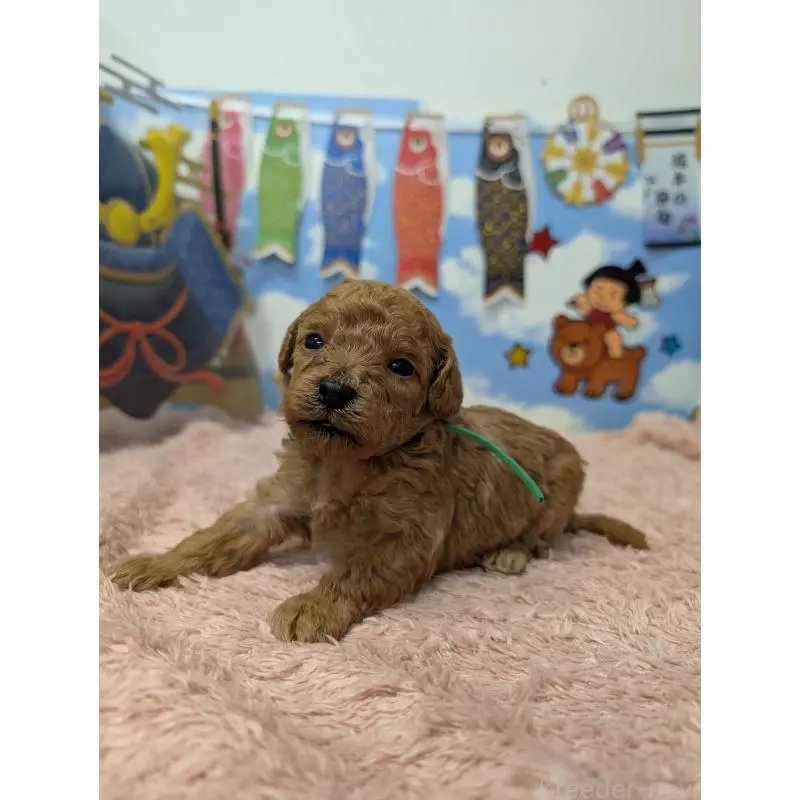 販売中の岐阜県のトイプードル-454444の4枚目