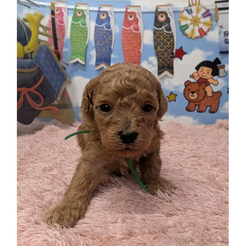 販売中の岐阜県のトイプードル-454444の3枚目