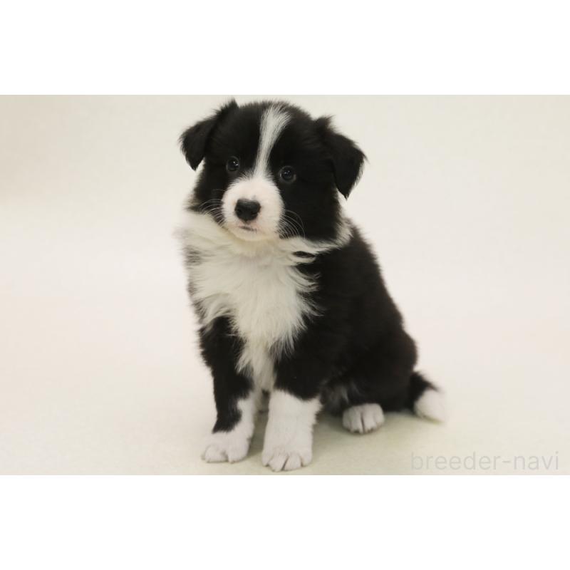 販売中の神奈川県のボーダーコリー-449055