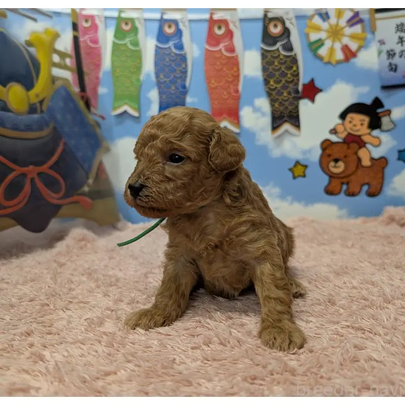 販売中の岐阜県のトイプードル-454444の2枚目