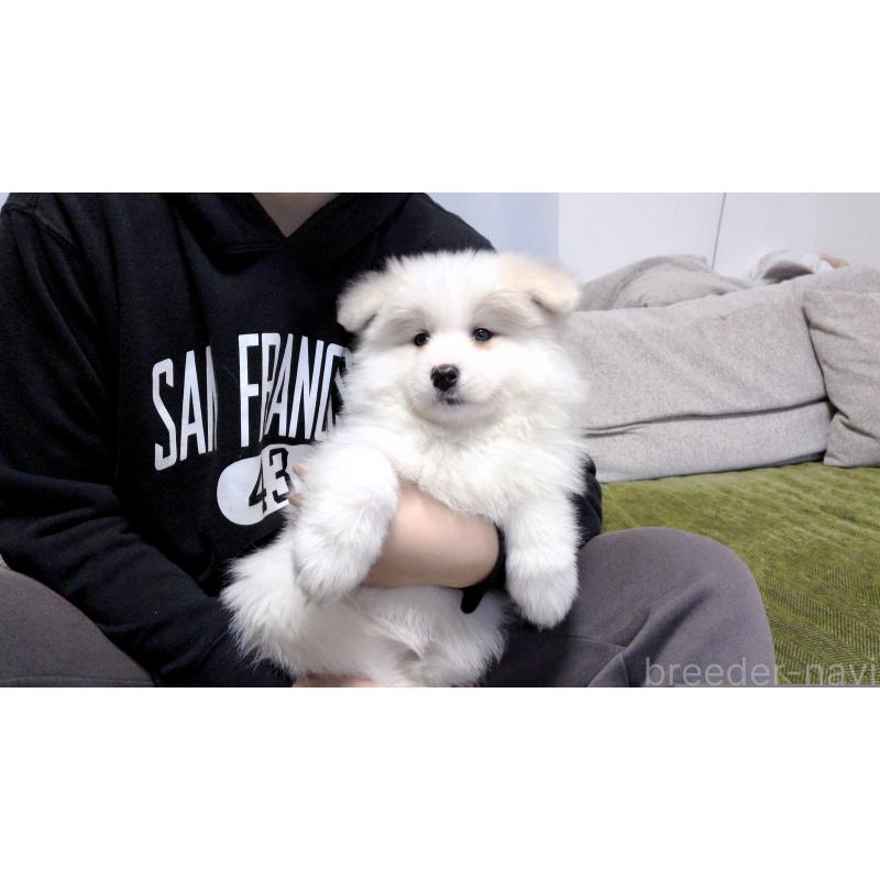 販売中の茨城県のサモエド-454413の5枚目