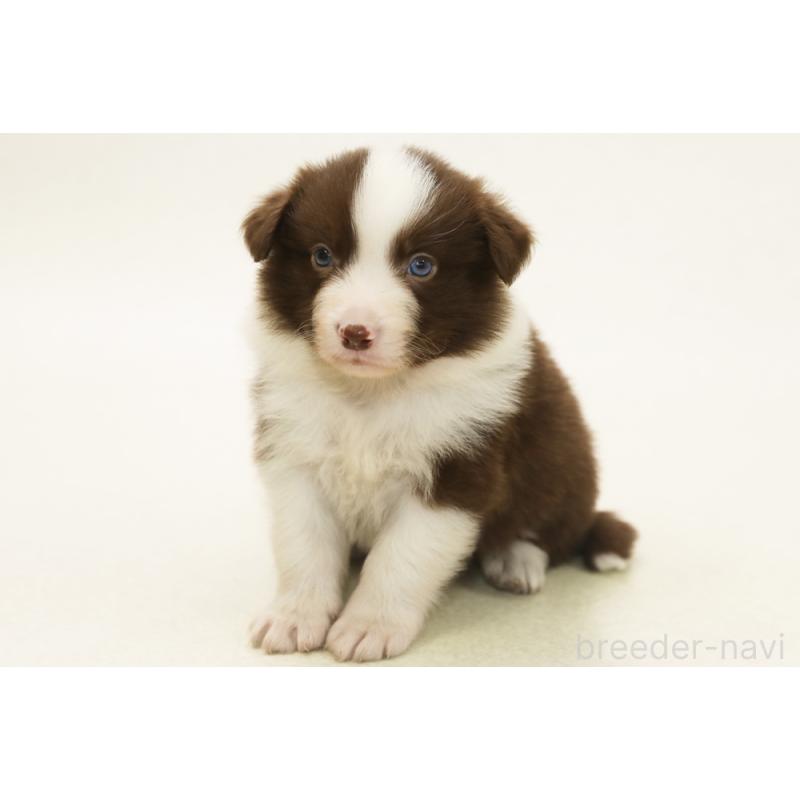 販売中の神奈川県のボーダーコリー-450398