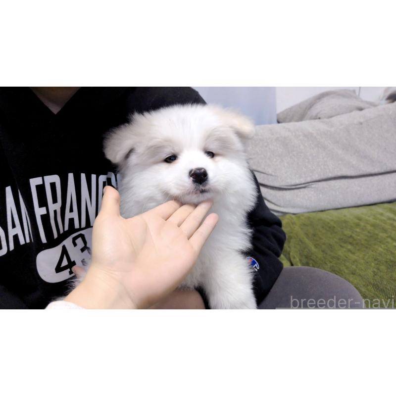 販売中の茨城県のサモエド-454413の3枚目