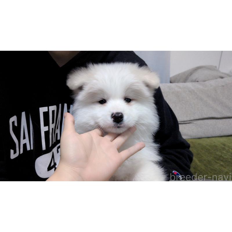 販売中の茨城県のサモエド-454413の2枚目