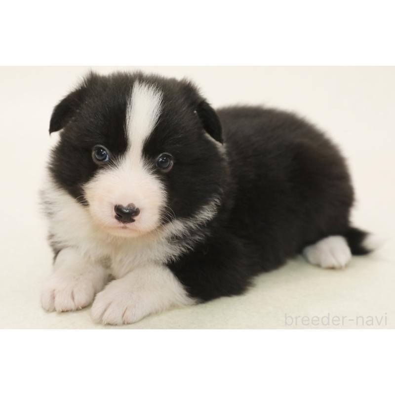 販売中の神奈川県のボーダーコリー-450403