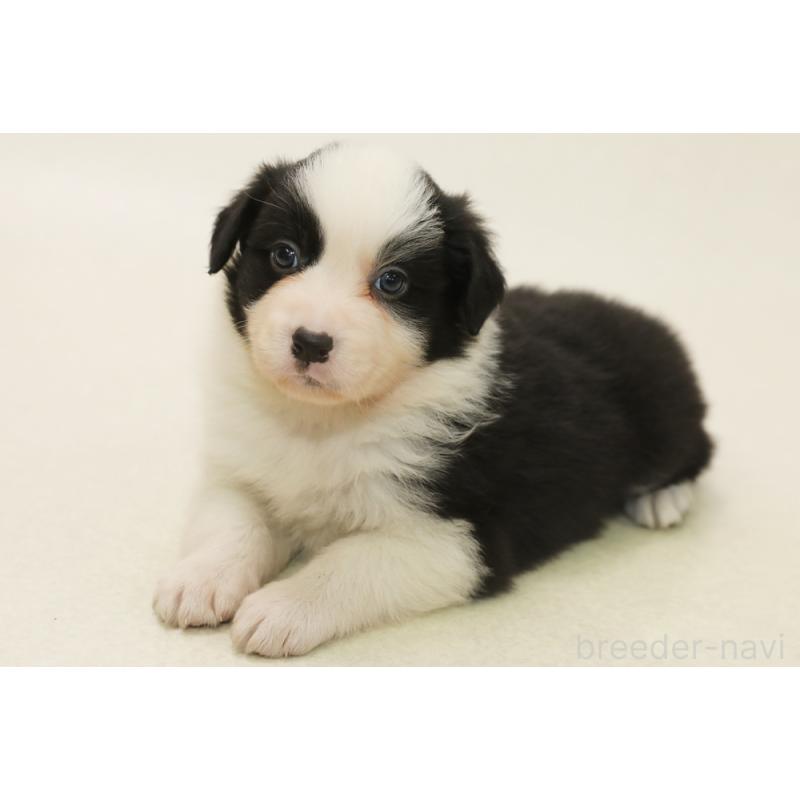 商談中の神奈川県のボーダーコリー-450404