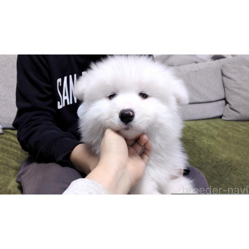 販売中の茨城県のサモエド-454414の8枚目