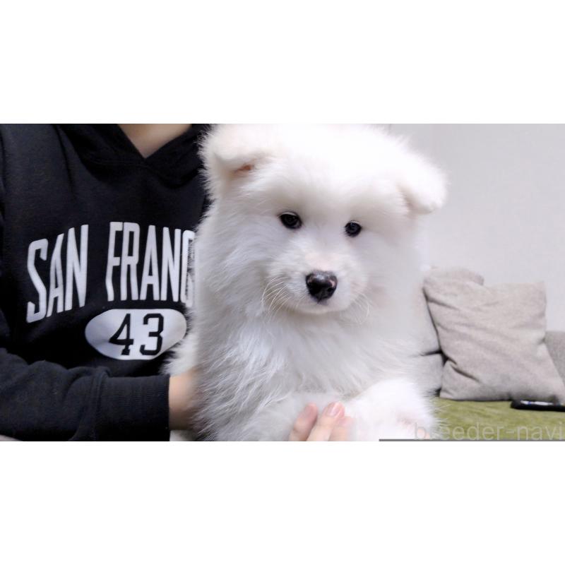 販売中の茨城県のサモエド-454414の7枚目