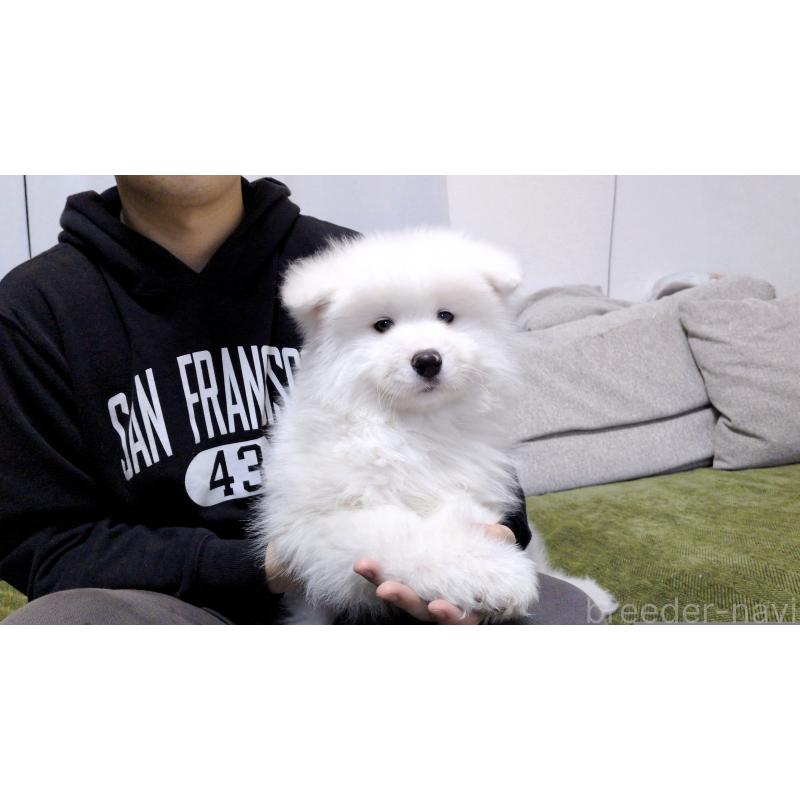 販売中の茨城県のサモエド-454414の6枚目