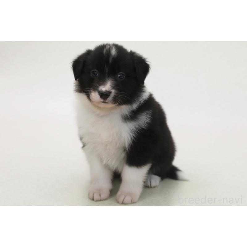 販売中の神奈川県のボーダーコリー-450405