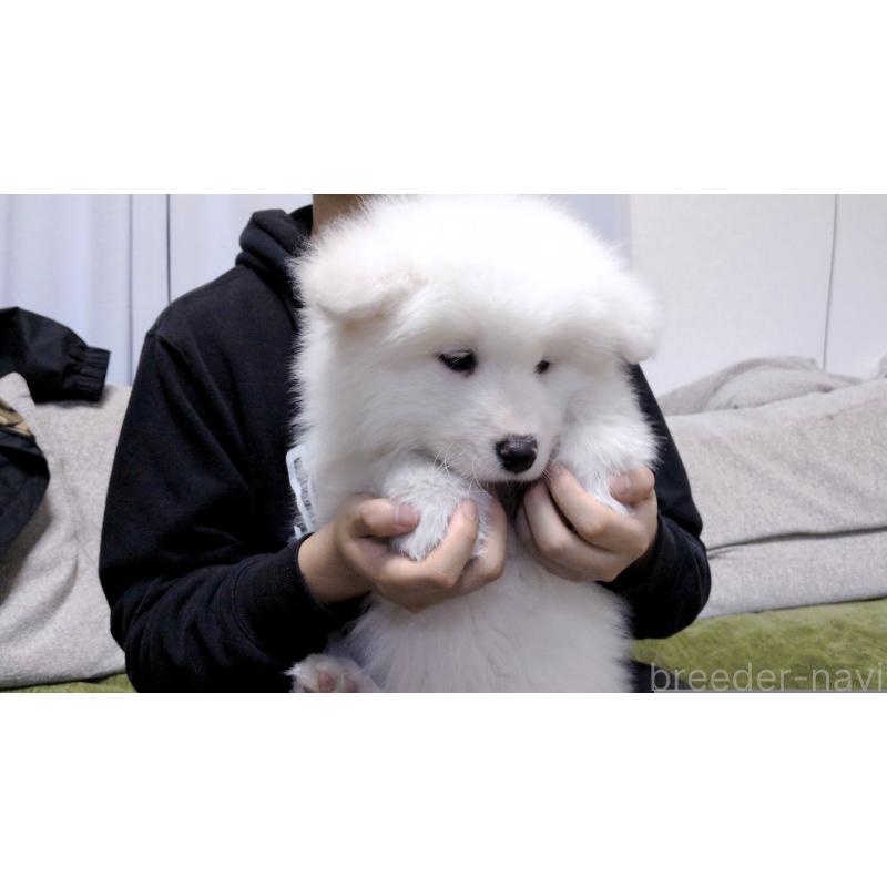 販売中の茨城県のサモエド-454414の5枚目