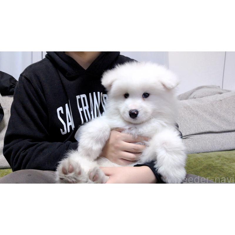 販売中の茨城県のサモエド-454414の3枚目