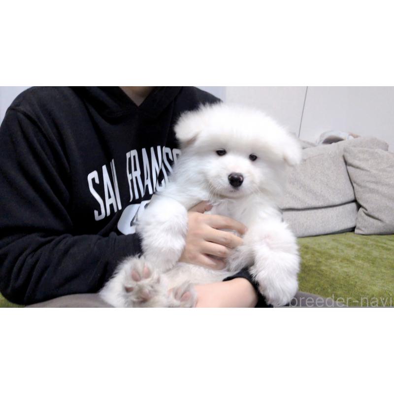 販売中の茨城県のサモエド-454414の2枚目