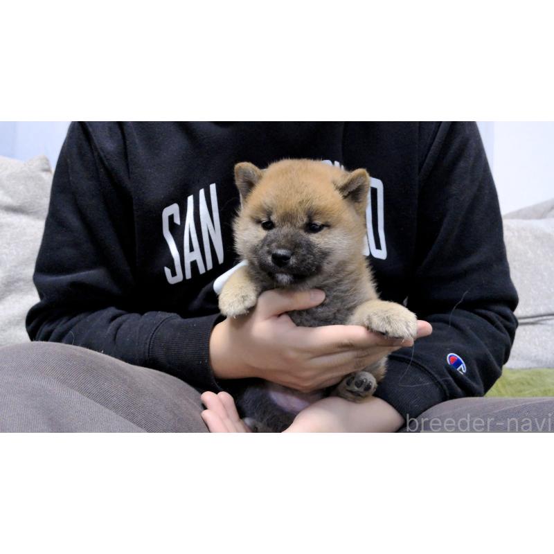 販売中の茨城県の柴犬-454415の6枚目