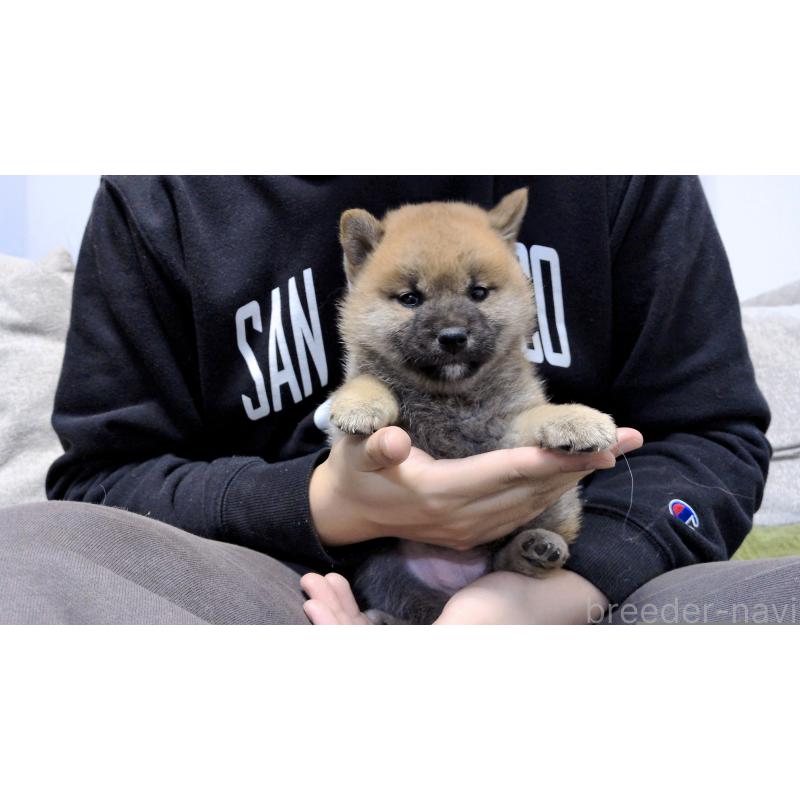 販売中の茨城県の柴犬-454415の4枚目