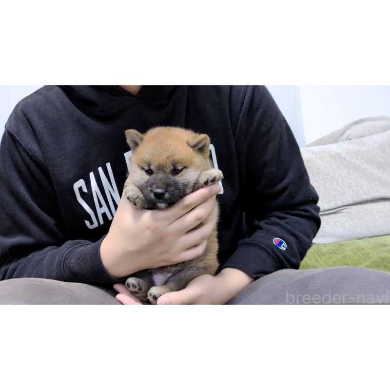 販売中の茨城県の柴犬-454415の2枚目