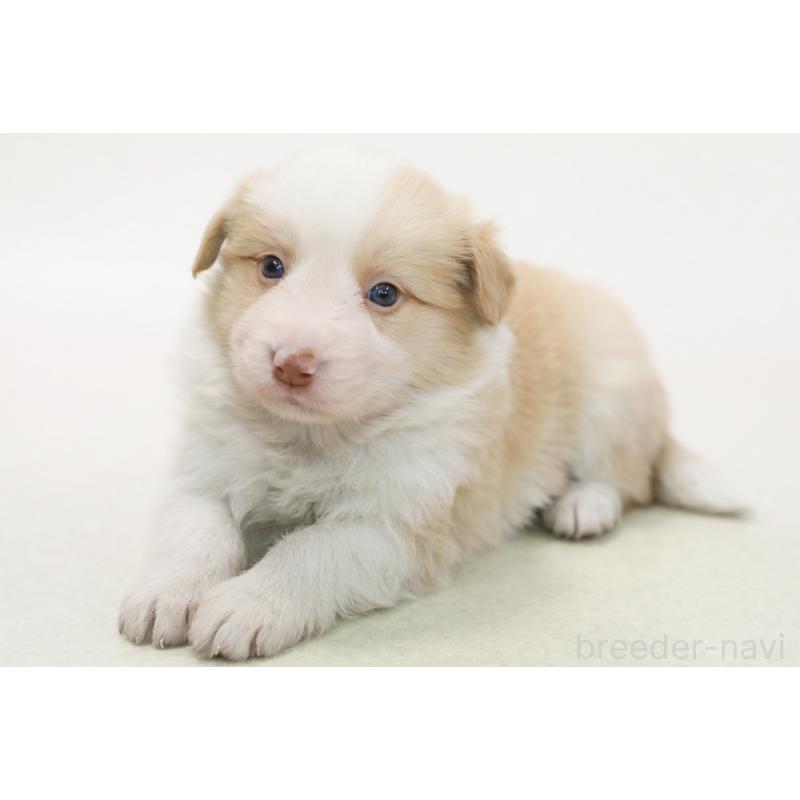 販売中の神奈川県のボーダーコリー-452966