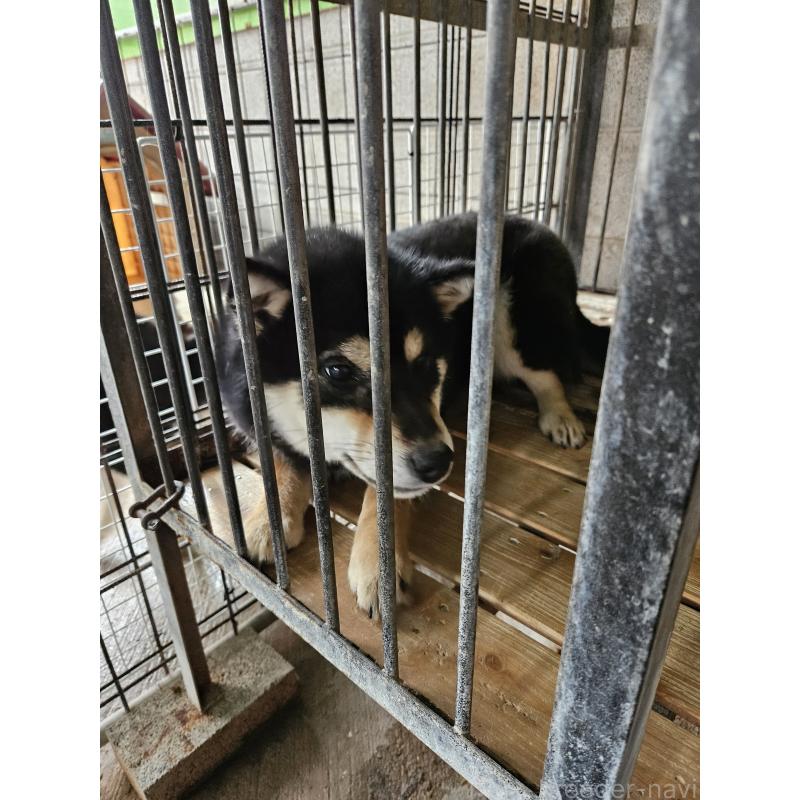 販売中の兵庫県の柴犬-454416の3枚目