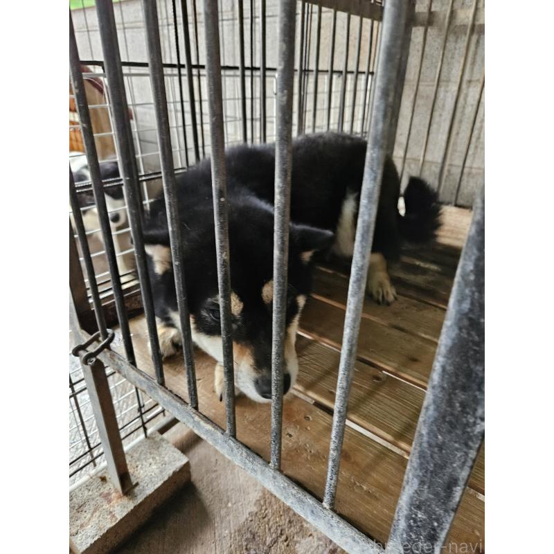 販売中の兵庫県の柴犬-454416の2枚目