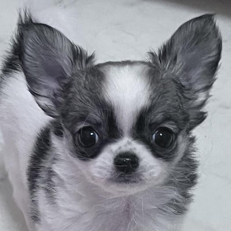 販売中の山口県のチワワ(ロングコート)-450298