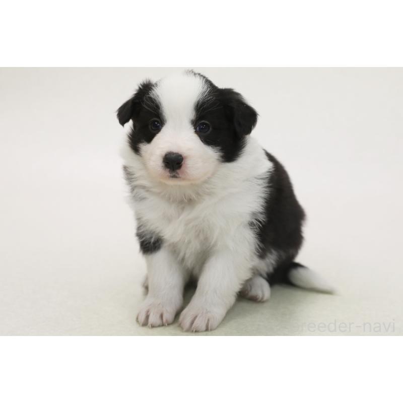 販売中の神奈川県のボーダーコリー-453557