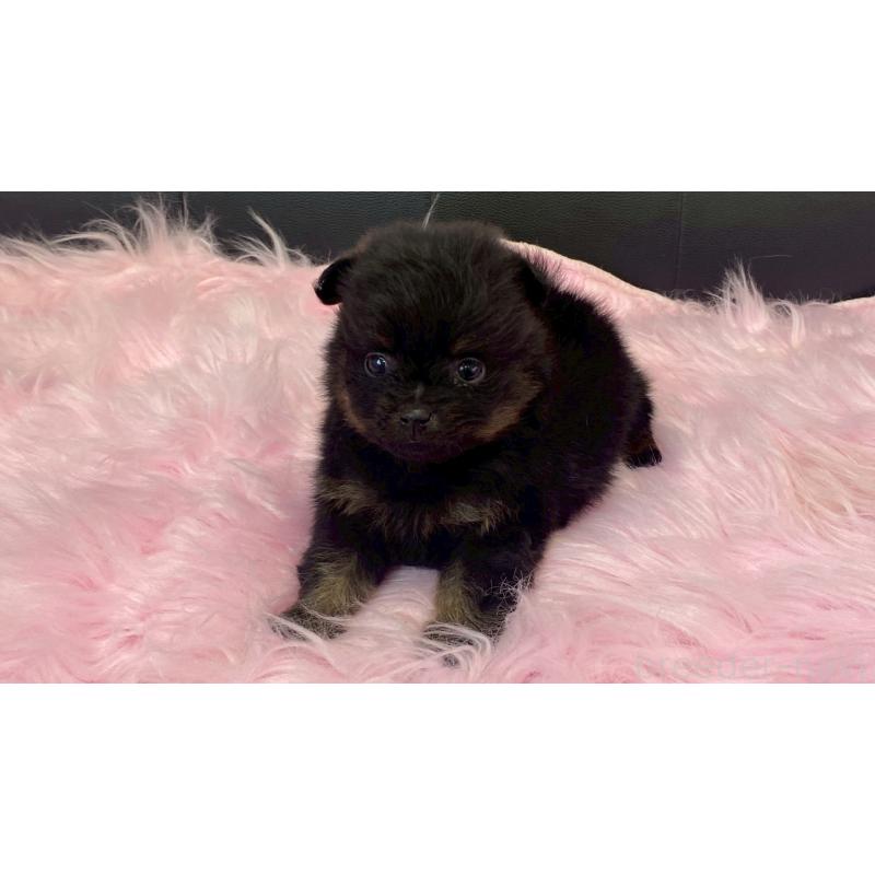 販売中の兵庫県のポメラニアン-454417の11枚目