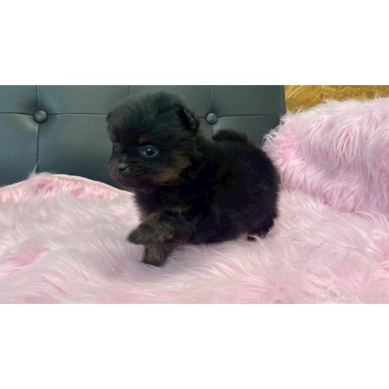 販売中の兵庫県のポメラニアン-454417の10枚目