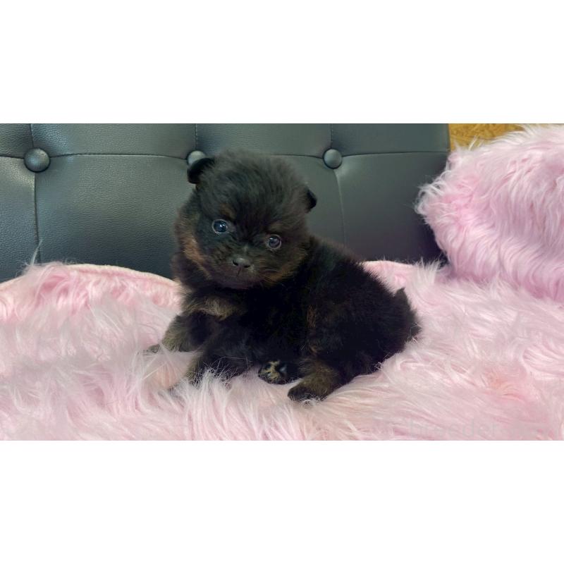 販売中の兵庫県のポメラニアン-454417の8枚目