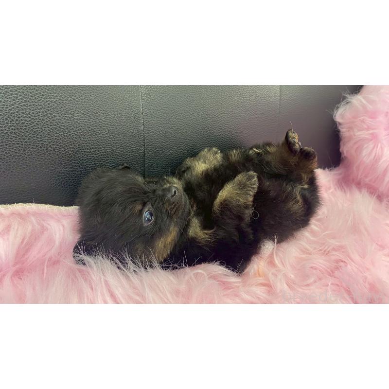 販売中の兵庫県のポメラニアン-454417の7枚目