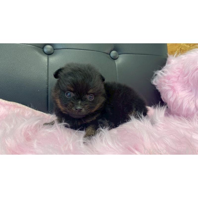 販売中の兵庫県のポメラニアン-454417の6枚目