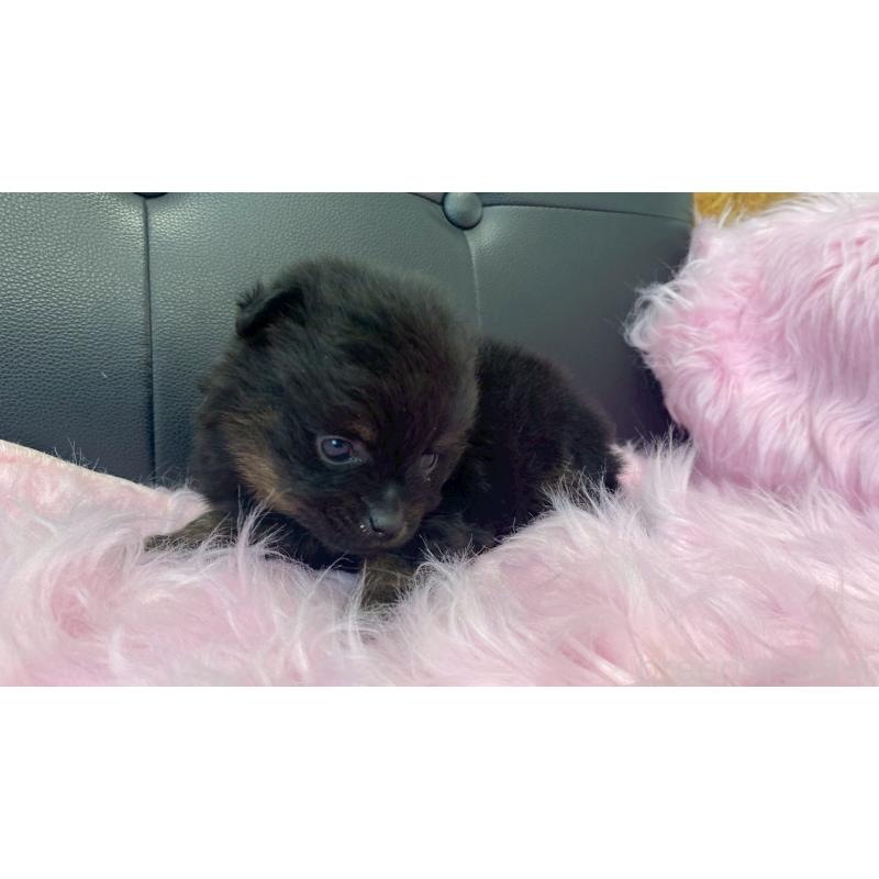 販売中の兵庫県のポメラニアン-454417の4枚目