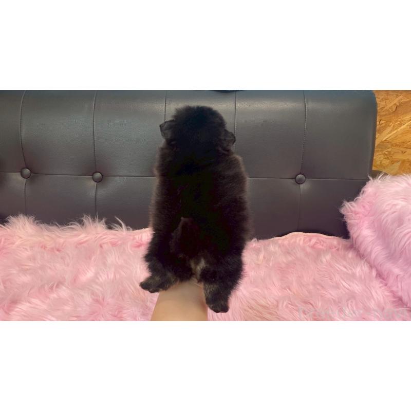 販売中の兵庫県のポメラニアン-454417の5枚目