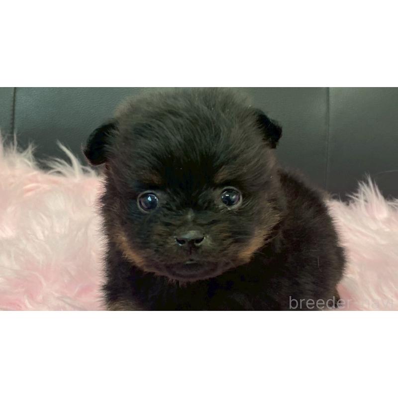 販売中の兵庫県のポメラニアン-454417の2枚目