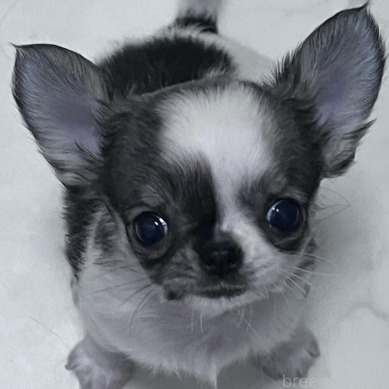 販売中の山口県のチワワ(ロングコート)-450288