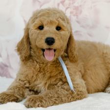 オンライン見学