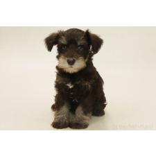 ミニチュアシュナウザーの子犬