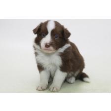 ♀︎ボーダーコリー