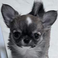 ♀︎チワワ(ロングコート)