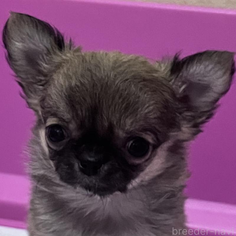 販売中の山口県のチワワ(ロングコート)-451428