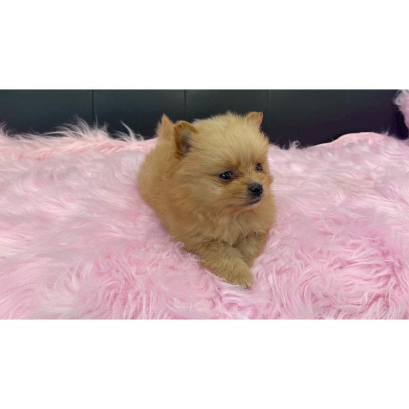 販売中の兵庫県のポメラニアン-454418の7枚目