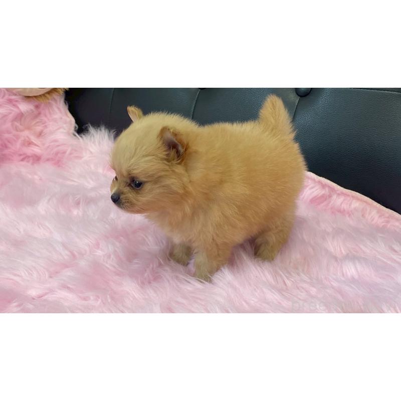 販売中の兵庫県のポメラニアン-454418の6枚目